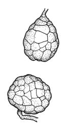 Bryum tenuisetum, tubers. Drawn from N. Turner s.n., 1986, herb.-Beever.
 Image: R.C. Wagstaff © Landcare Research 2015 